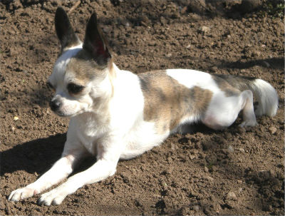 chihuahua